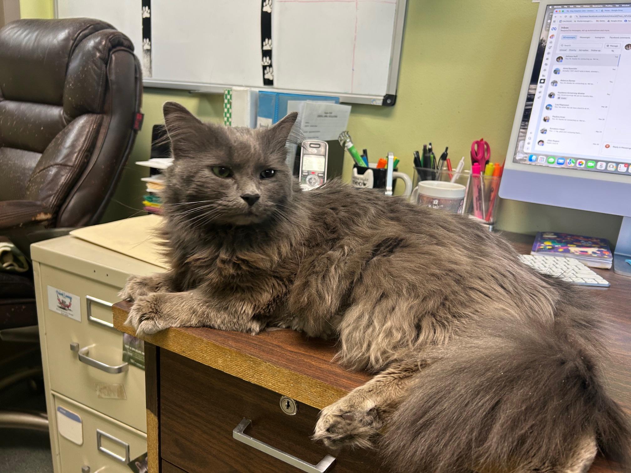 Enlarge Gary, an adopted Domestic Long Hair in Homer, AK image 1/4