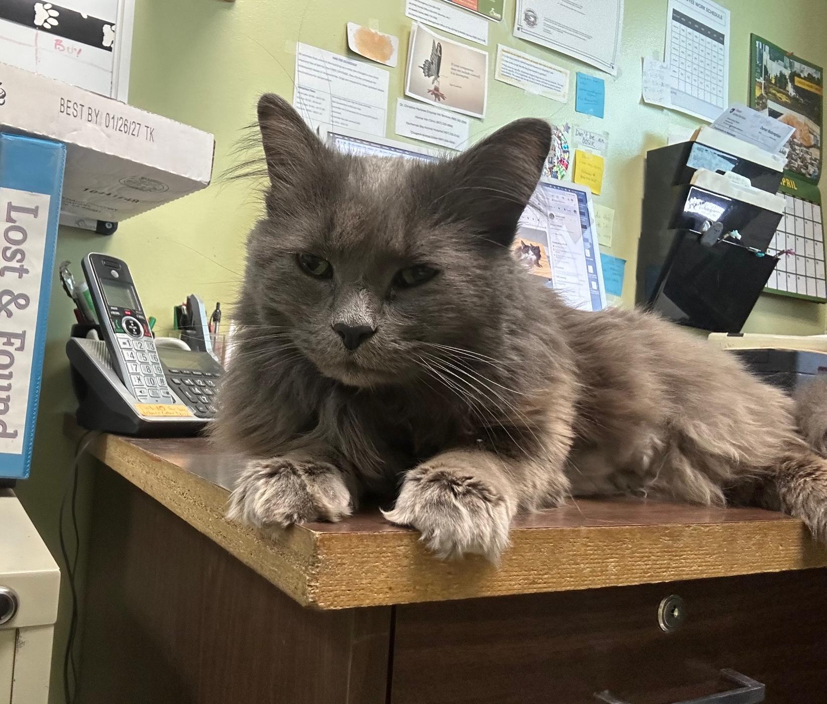 Enlarge Gary, an adopted Domestic Long Hair in Homer, AK image 3/4