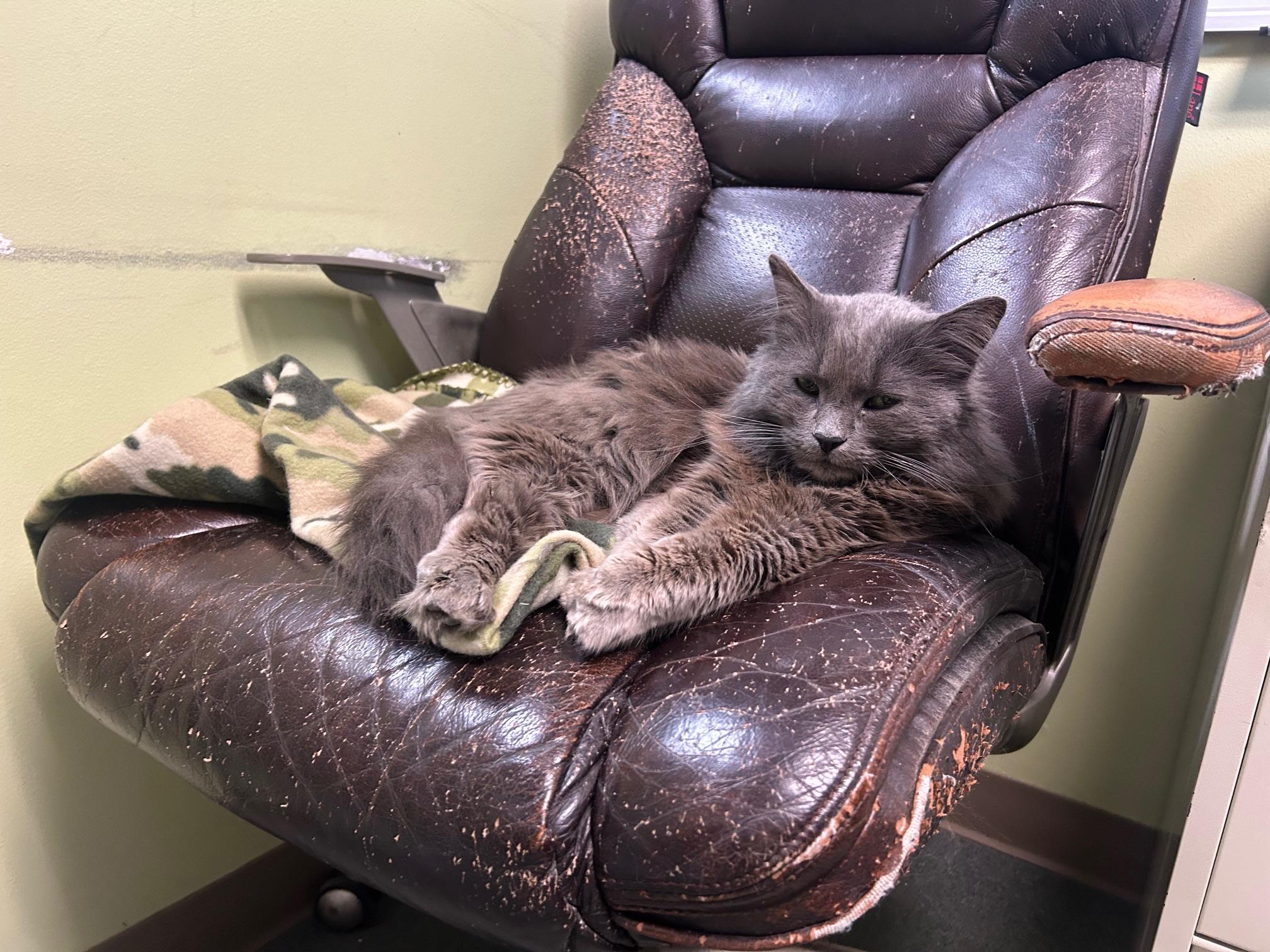 Enlarge Gary, an adopted Domestic Long Hair in Homer, AK image 4/4