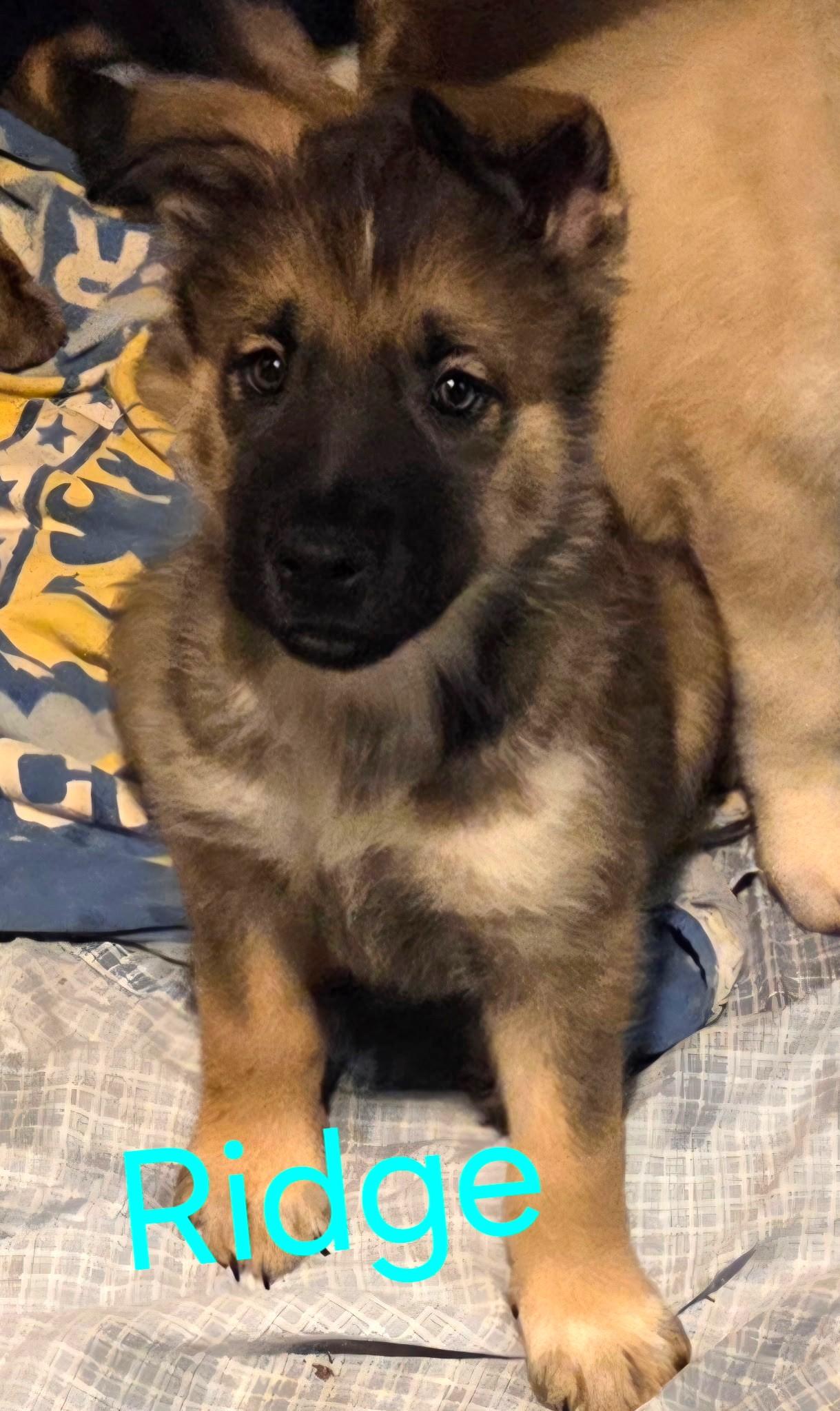 RIDGE — thumbnail 2