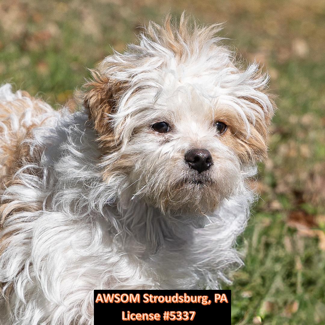Enlarge Peluche, a Adoptable mixed breed in Stroudsburg, PA image 2/2