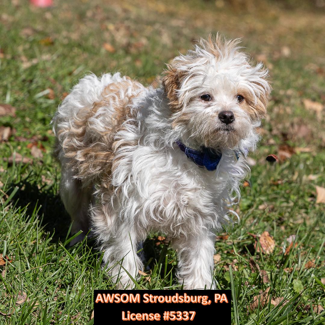 Enlarge Peluche, a Adoptable mixed breed in Stroudsburg, PA image 1/2
