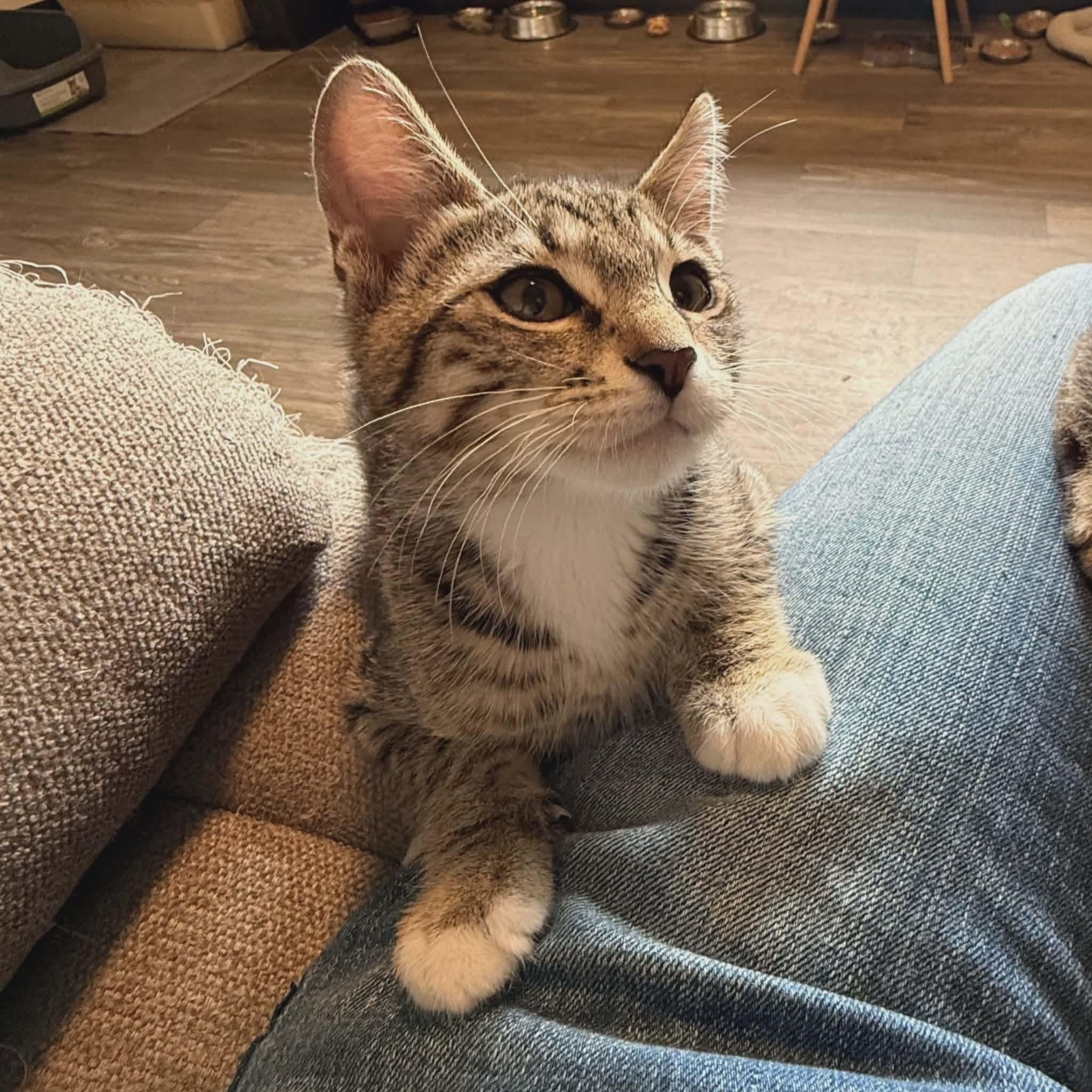 Mocha, ADOPTABLE, Kitten Male Tabby & Domestic Short Hair.