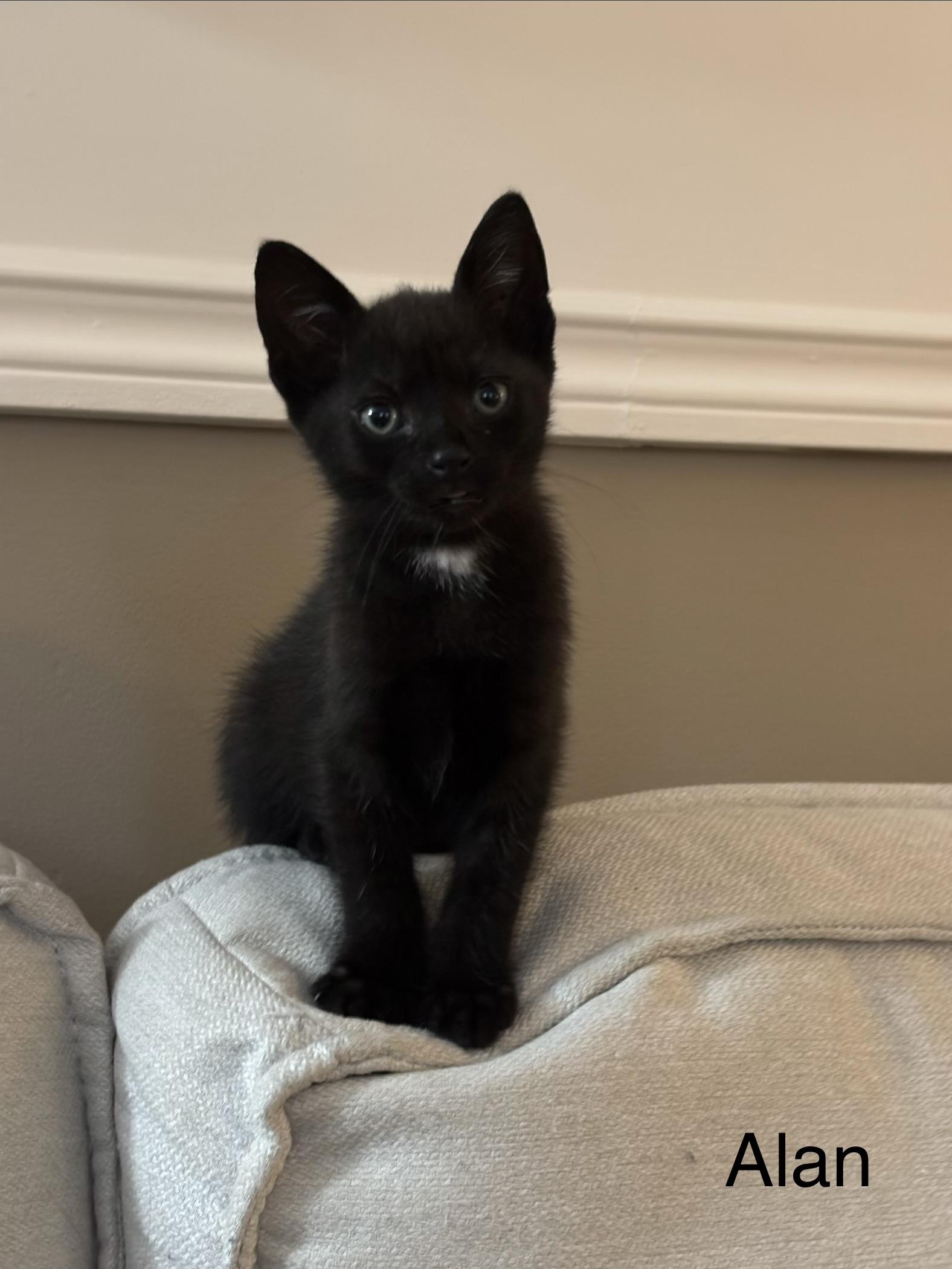 Alan, Adopted, Kitten Male Domestic Short Hair.