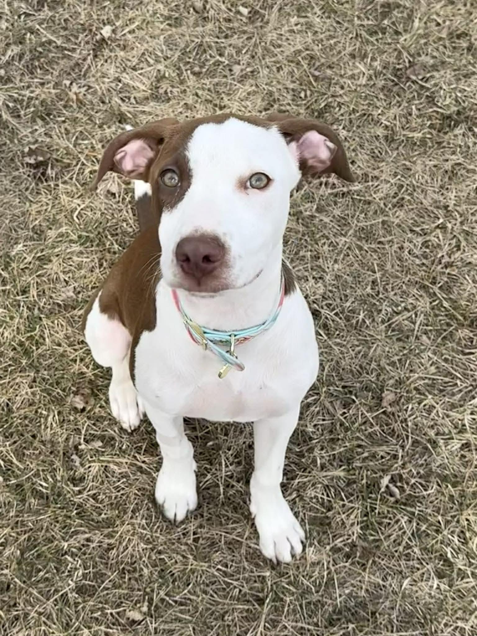 Piper, Adoptable, Puppy Female Labrador Retriever & Hound.
