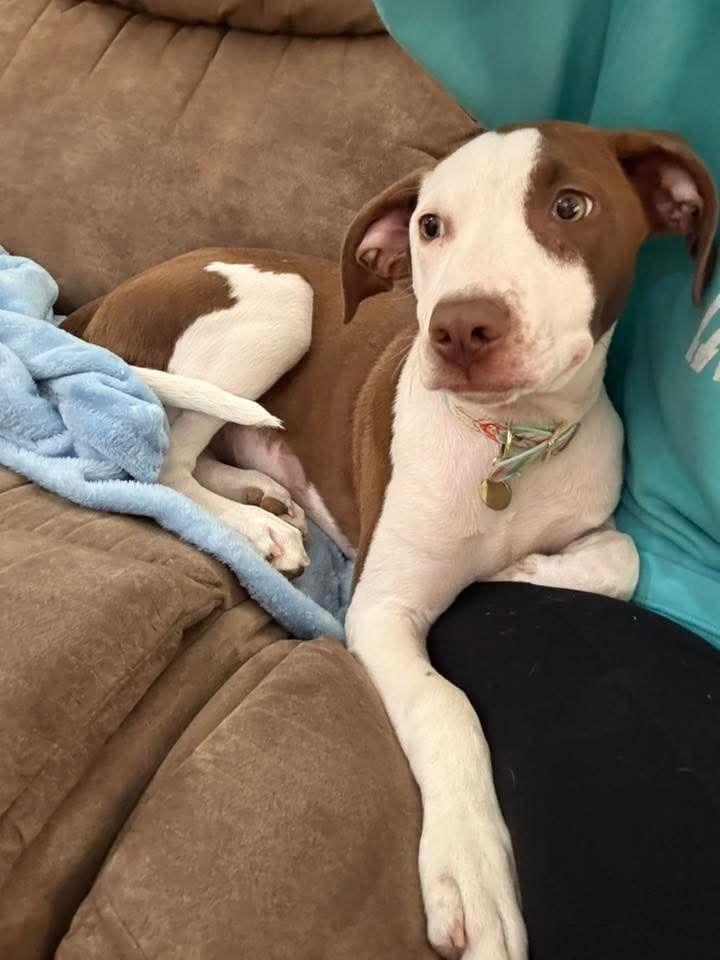 Piper, a Adoptable mixed breed in West Des Moines, IA image 3/4