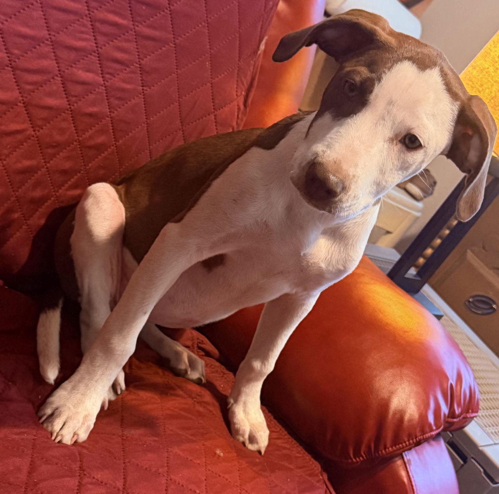 Enlarge Piper, a Adoptable mixed breed in West Des Moines, IA image 2/6