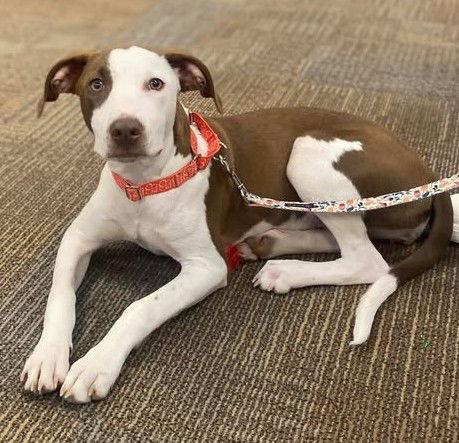 Enlarge Piper, a Adoptable mixed breed in West Des Moines, IA image 2/3