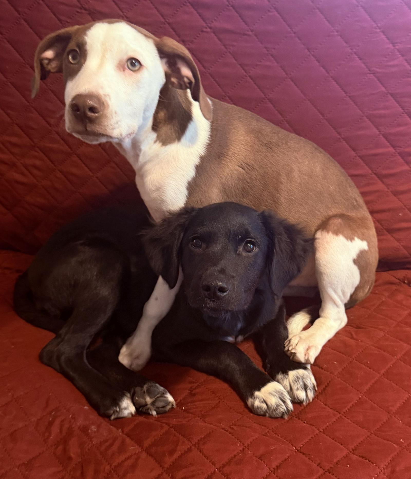 Enlarge Piper, a Adoptable mixed breed in West Des Moines, IA image 5/6