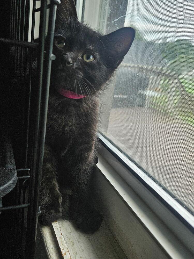 Enlarge Skyy, a Adoptable mixed breed in West Mifflin, PA image 1/4