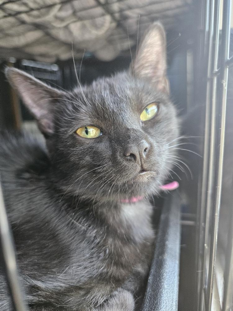 Enlarge Skyy, a Adoptable mixed breed in West Mifflin, PA image 2/4