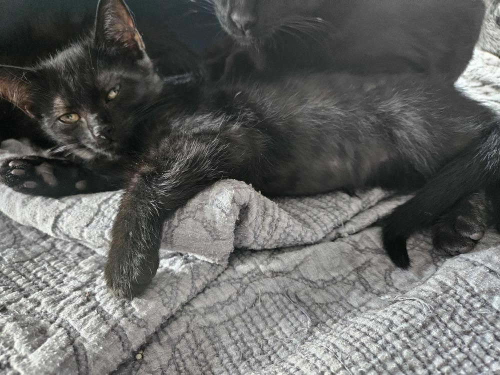 Enlarge Skyy, a Adoptable mixed breed in West Mifflin, PA image 3/4