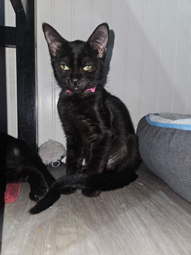 Enlarge Skyy, a Adoptable mixed breed in West Mifflin, PA image 4/4