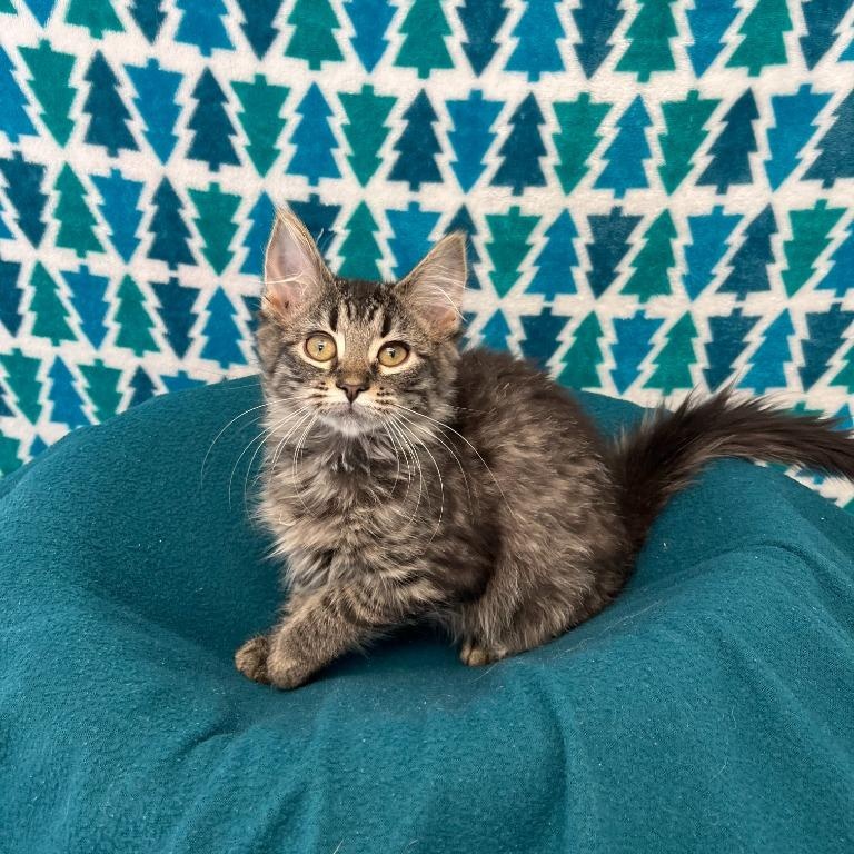 Enlarge Nancy, an adopted Domestic Long Hair in Benld, IL image 1/1