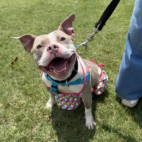 Sally, a ADOPTABLE Mixed Breed in Chester, PA image 1/6