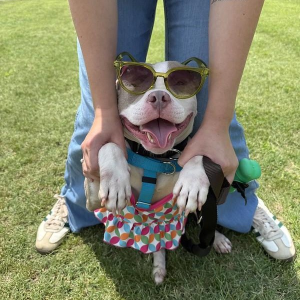 Sally, a ADOPTABLE Mixed Breed in Chester, PA image 2/6