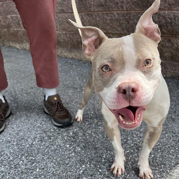 Sally, a ADOPTABLE Mixed Breed in Chester, PA image 5/6