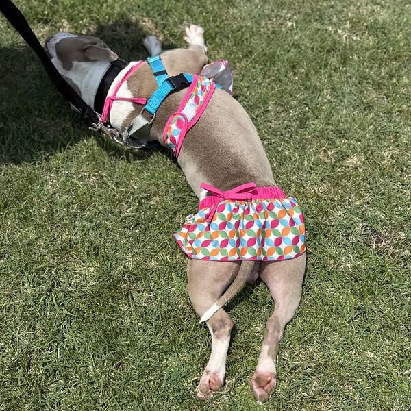 Sally, a ADOPTABLE Mixed Breed in Chester, PA image 3/6