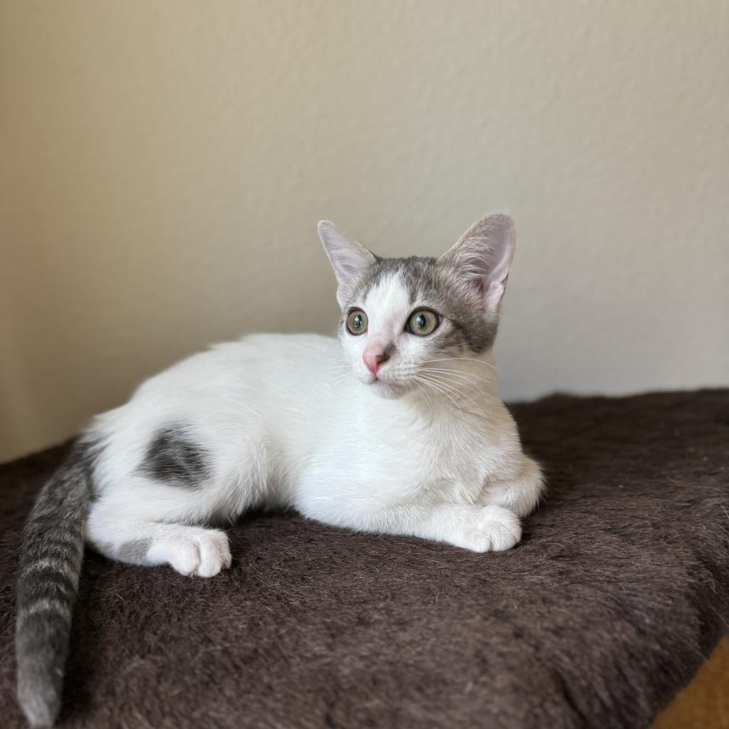 Nova, a Adoptable Domestic Short Hair in San Antonio, TX image 1/6