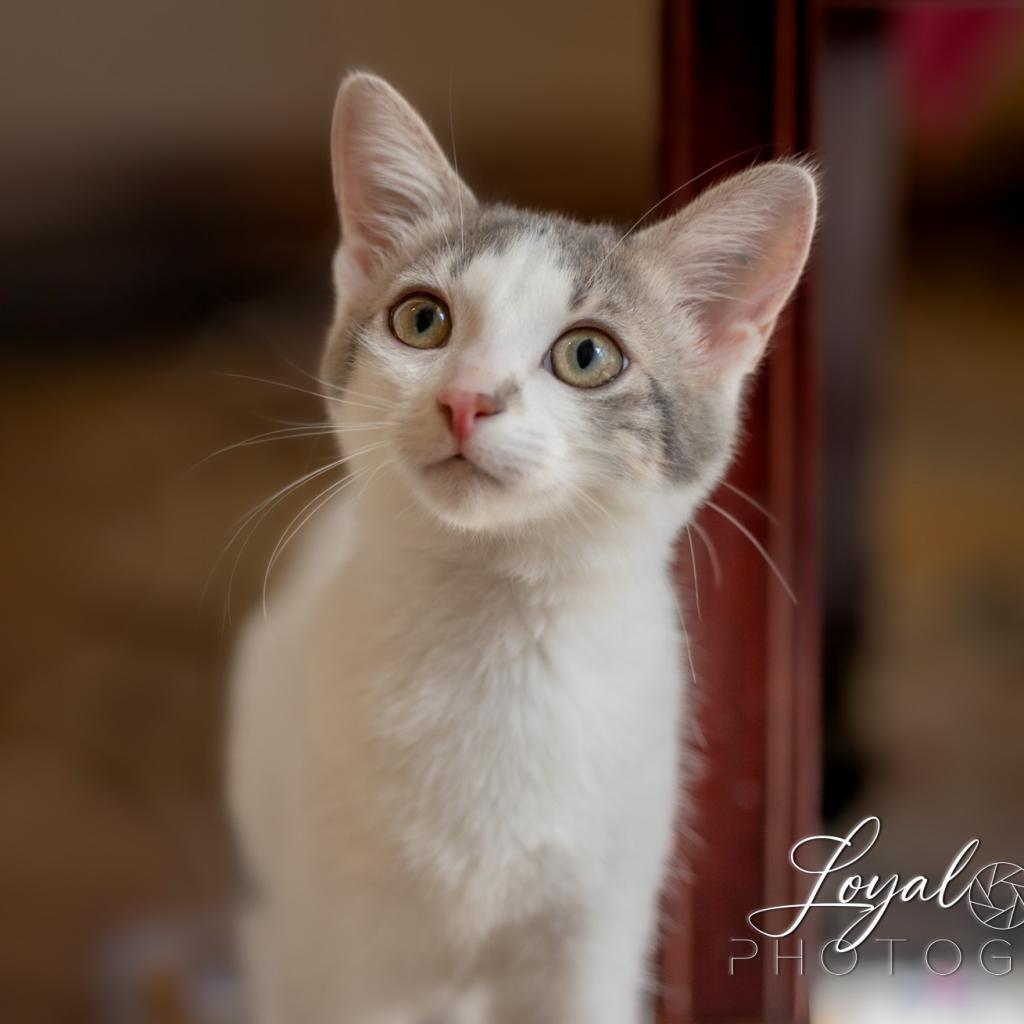 Nova, a Adoptable Domestic Short Hair in San Antonio, TX image 2/6