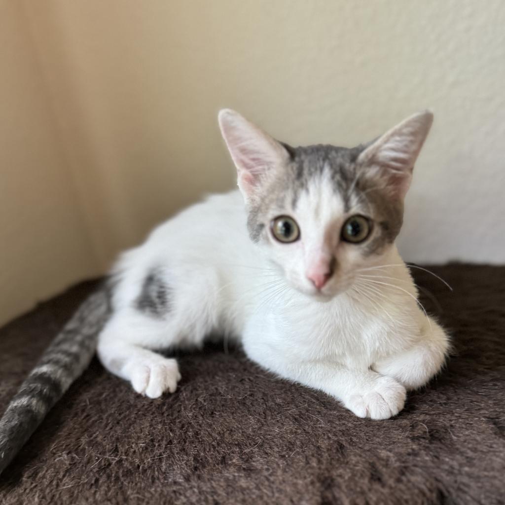 Nova, a Adoptable Domestic Short Hair in San Antonio, TX image 3/6