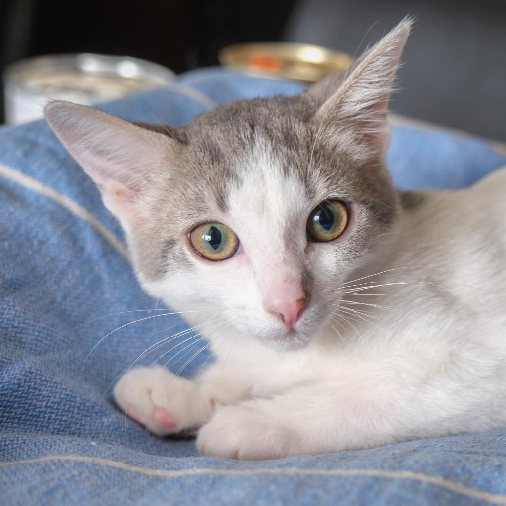 Nova, a Adoptable Domestic Short Hair in San Antonio, TX image 4/6