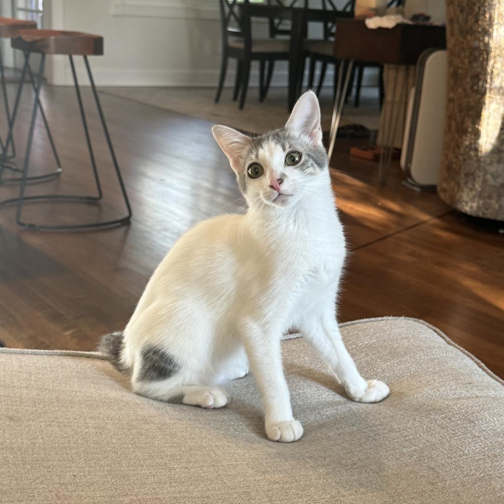 Nova, a Adoptable Domestic Short Hair in San Antonio, TX image 5/6
