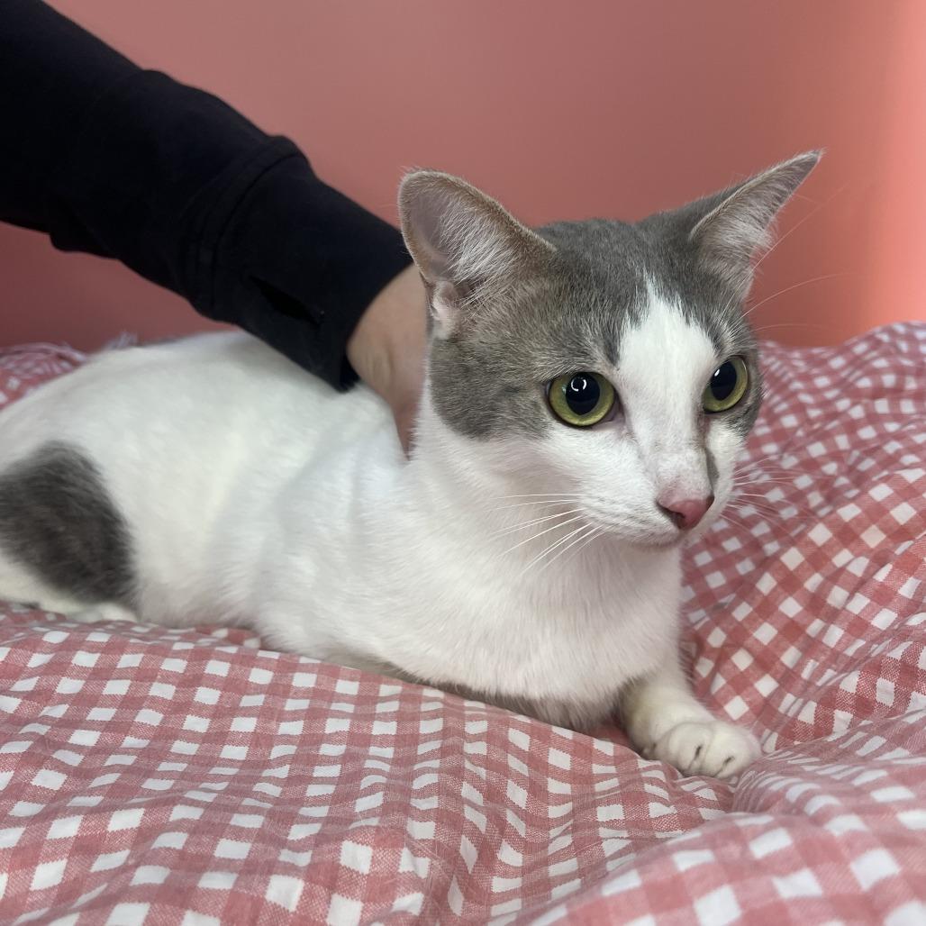 Nova, a Adoptable Domestic Short Hair in San Antonio, TX image 6/6