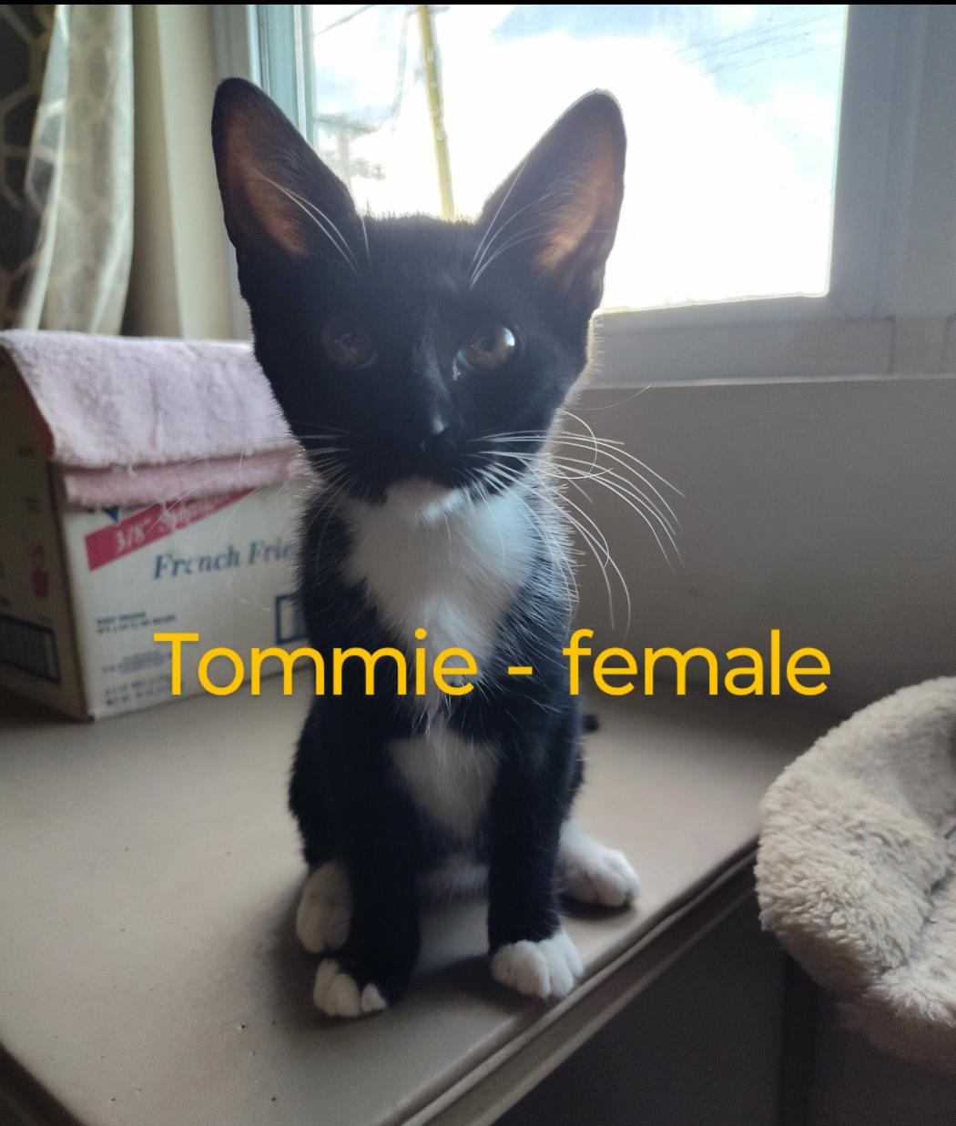 Tommie (urgent courtesy listing)
