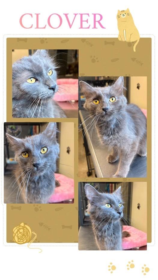 clover, Adoptable, Kitten Female Domestic Long Hair.