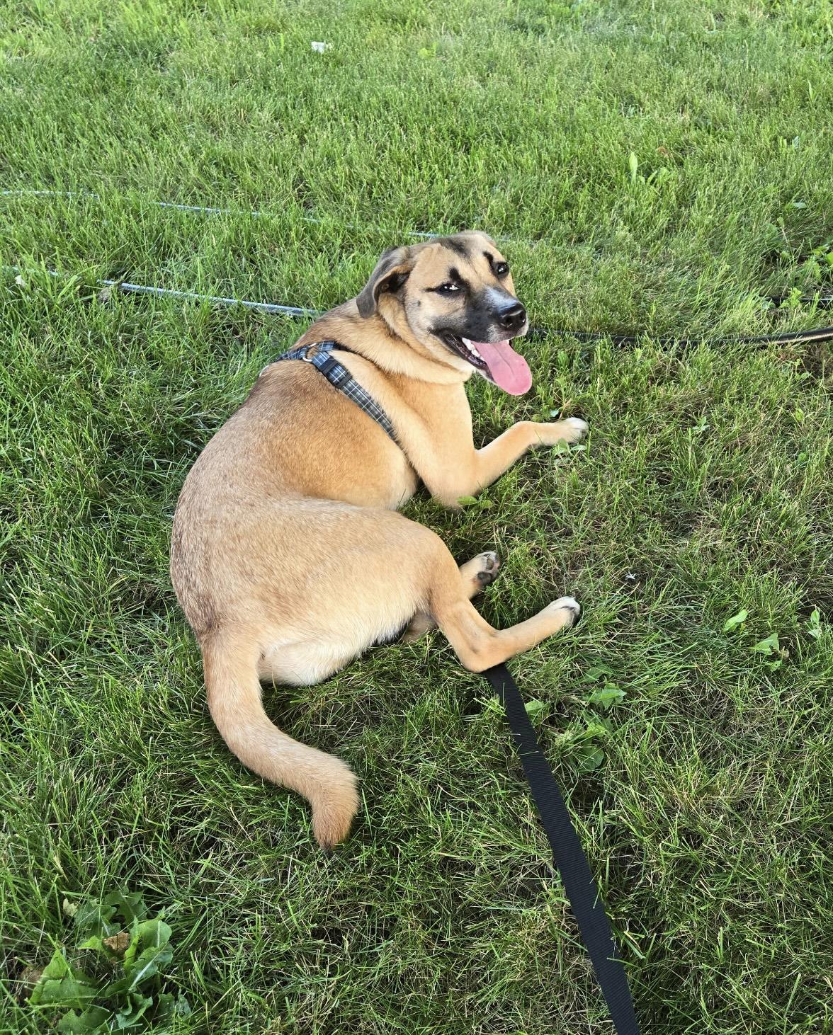 Daisy, Adopted, Young Female German Shepherd Dog & Labrador Retriever.