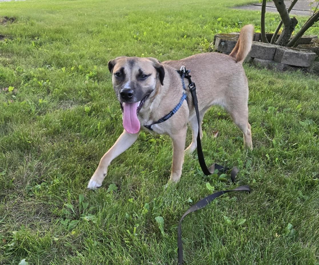 Enlarge Daisy, a Adopted mixed breed in SHADE GAP, PA image 2/4
