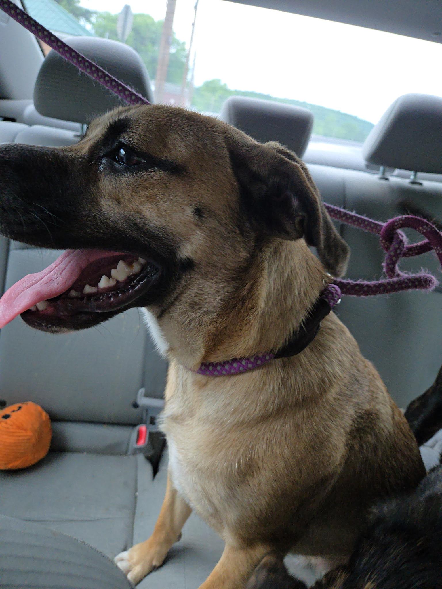 Enlarge Daisy, a Adopted mixed breed in SHADE GAP, PA image 3/4