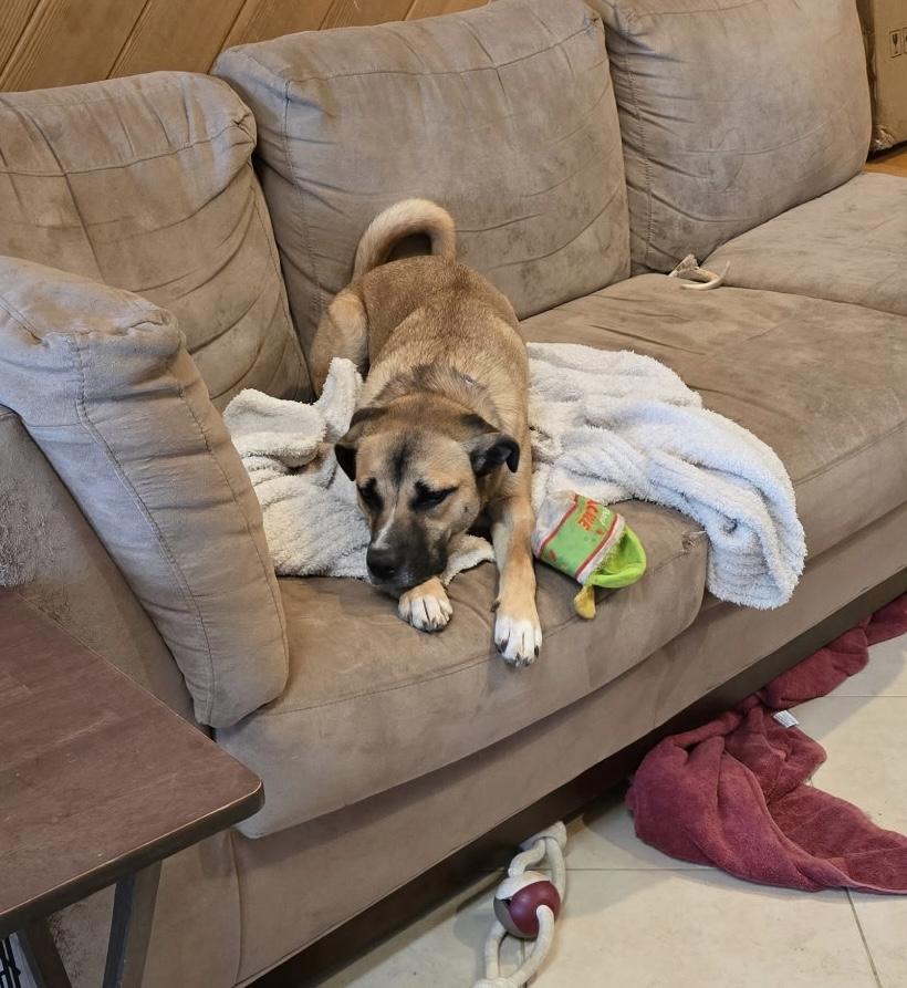 Enlarge Daisy, a Adopted mixed breed in SHADE GAP, PA image 4/4