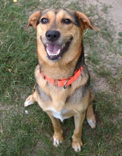 Chowder, a ADOPTABLE mixed breed in Inverness, FL image 1/3