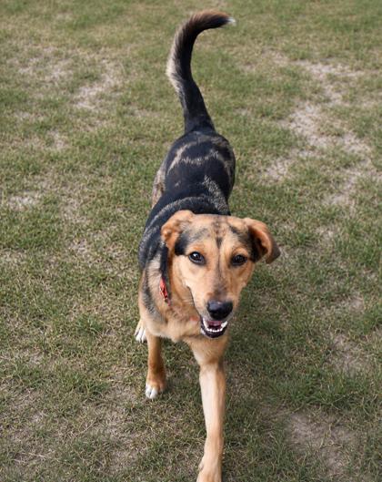 Chowder, a ADOPTABLE mixed breed in Inverness, FL image 2/3