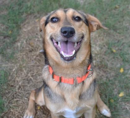 Chowder, a ADOPTABLE mixed breed in Inverness, FL image 3/3