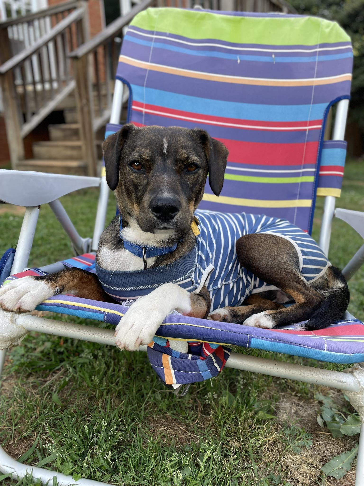 Annie - ADOPTED!!!, Adopted, Young Female Beagle & Terrier.