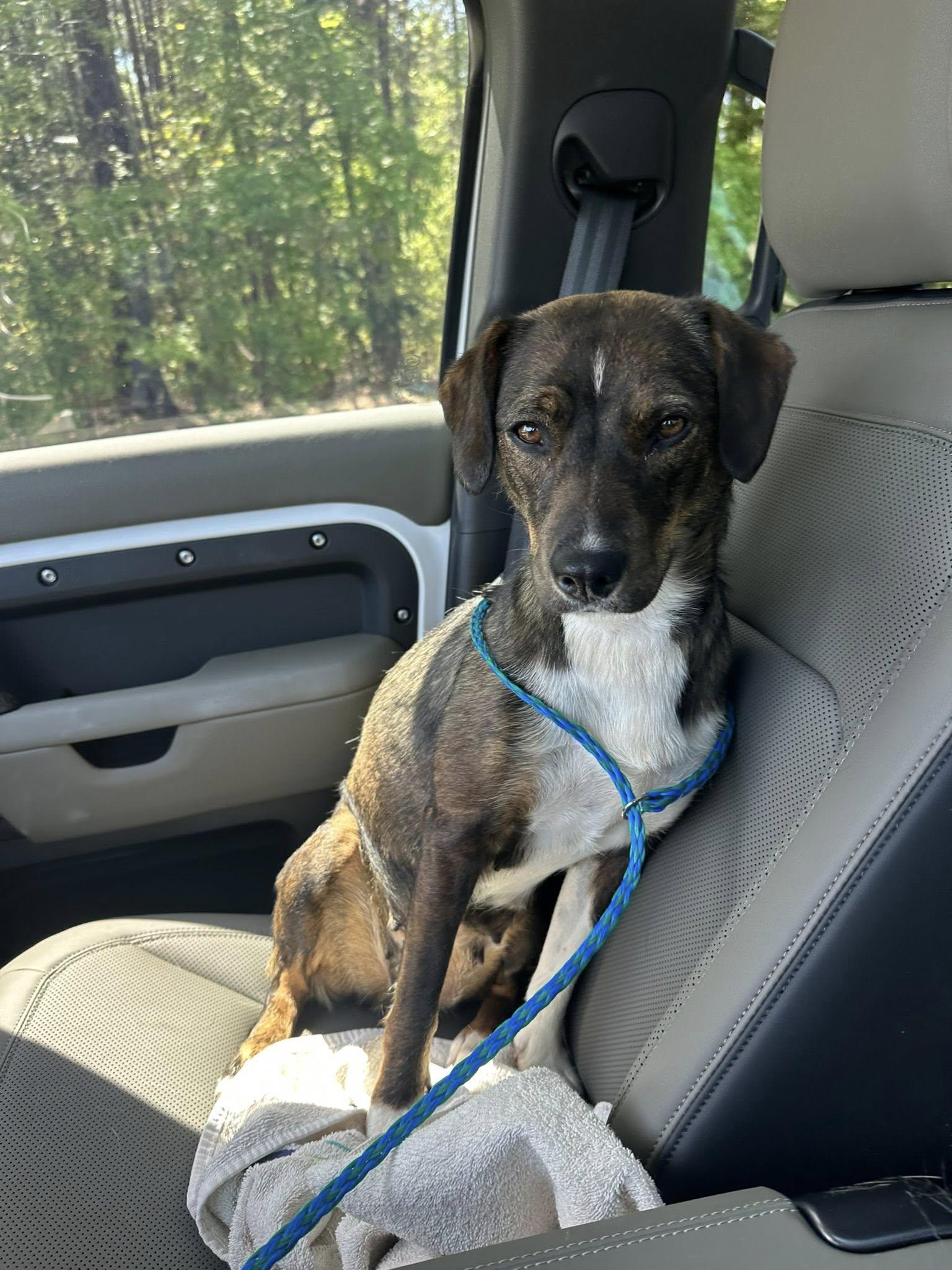 Enlarge Annie - ADOPTED!!!, a Adopted mixed breed in Arlington, VA image 2/3