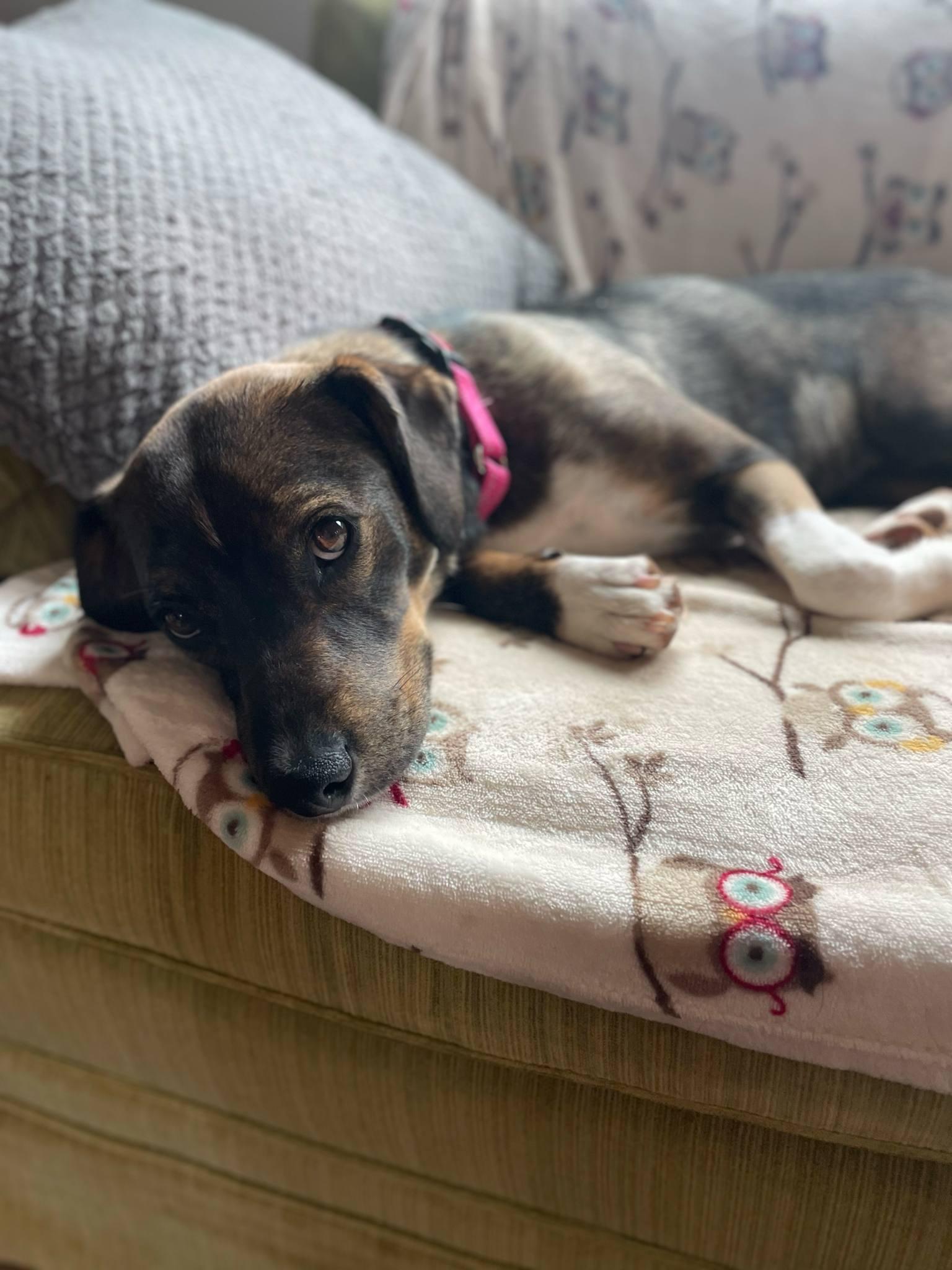 Enlarge Annie - ADOPTED!!!, a Adopted mixed breed in Arlington, VA image 3/3