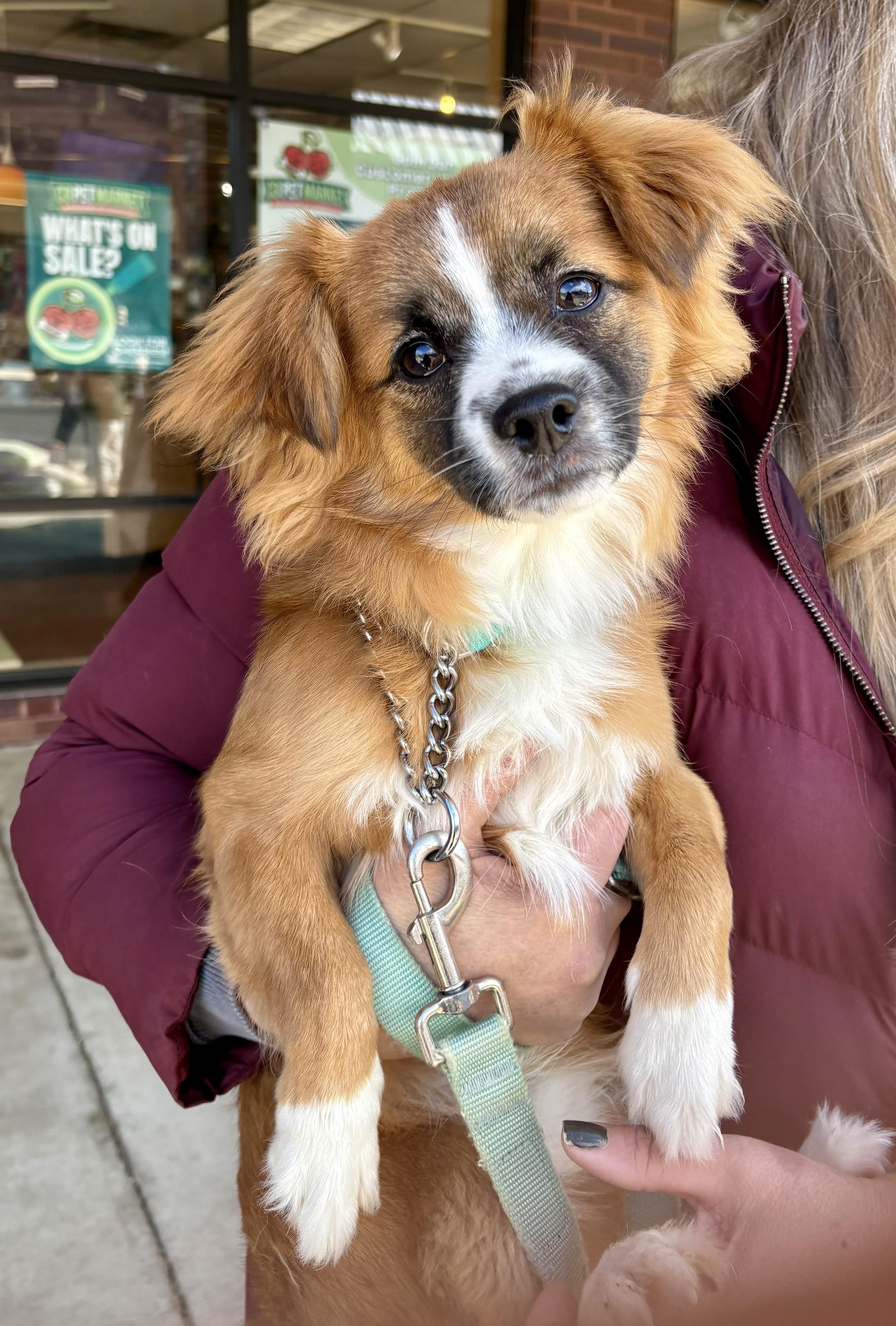 Paulie, ADOPTABLE, Puppy Male Papillon & Cavalier King Charles Spaniel.
