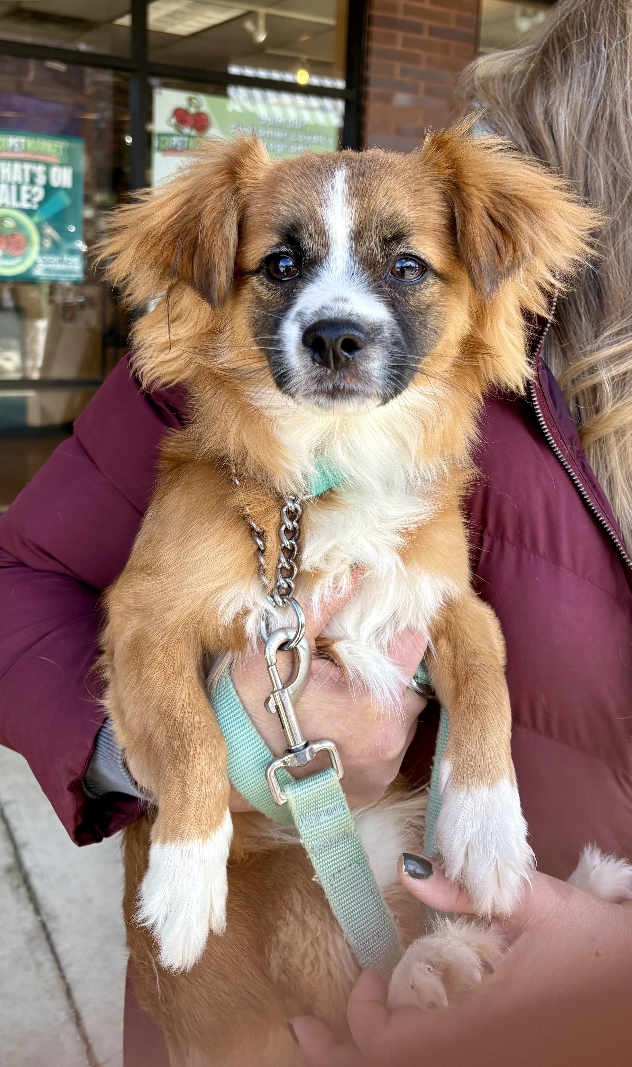 Enlarge Paulie, a ADOPTABLE mixed breed in Warren, NJ image 3/3