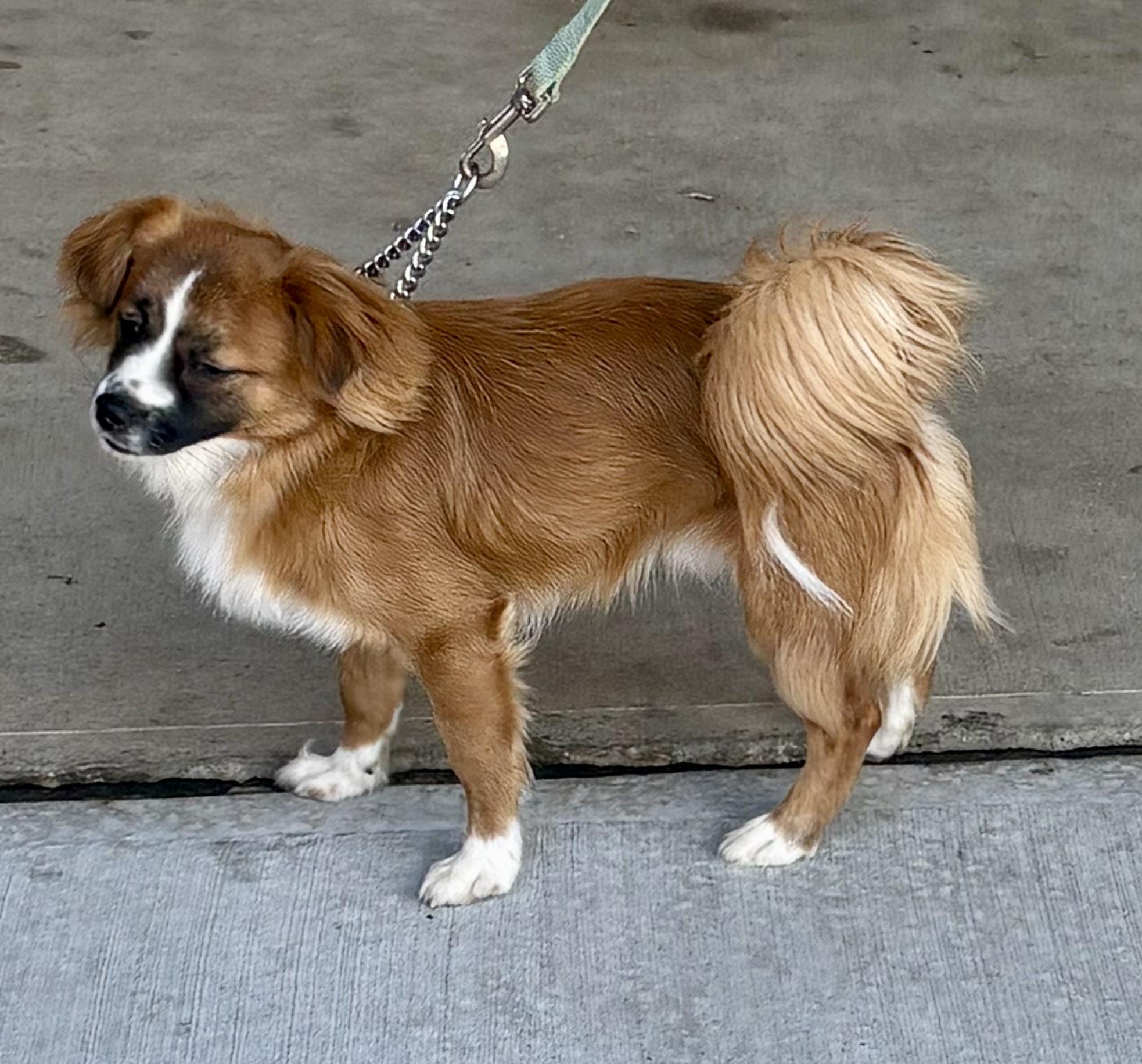 Enlarge Paulie, a ADOPTABLE mixed breed in Warren, NJ image 2/3