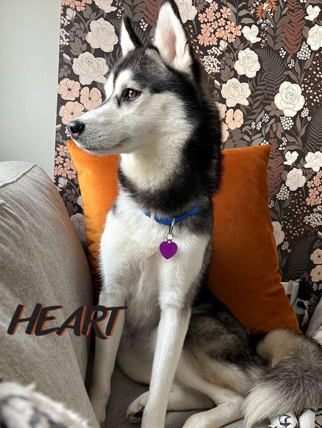 Gia - Adopted - Congrats Peloso Family!, Adopted, Young Female Siberian Husky.