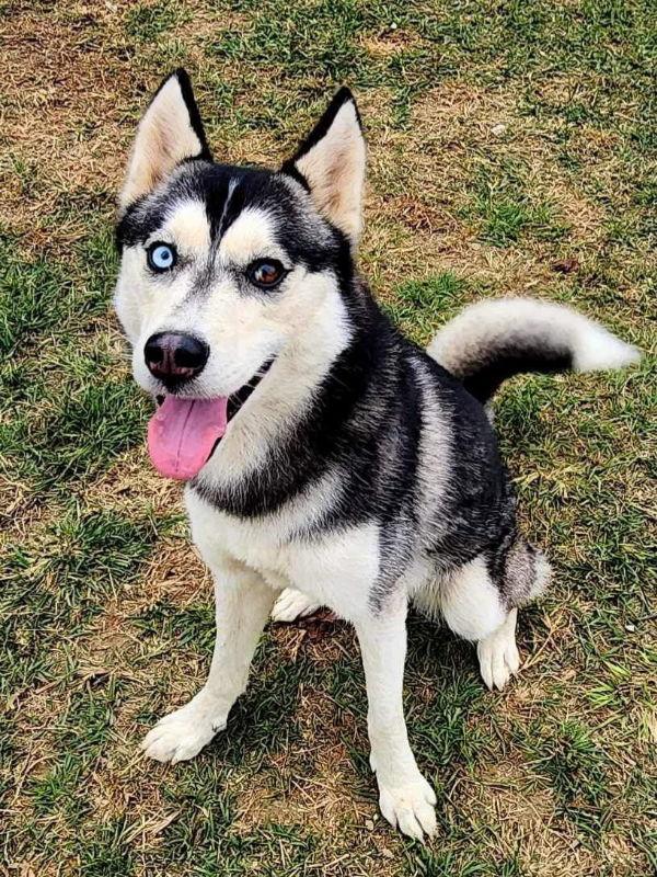 Gia - Adopted - Congrats Peloso Family!, a Adopted Siberian Husky in Millersville, MD image 2/6