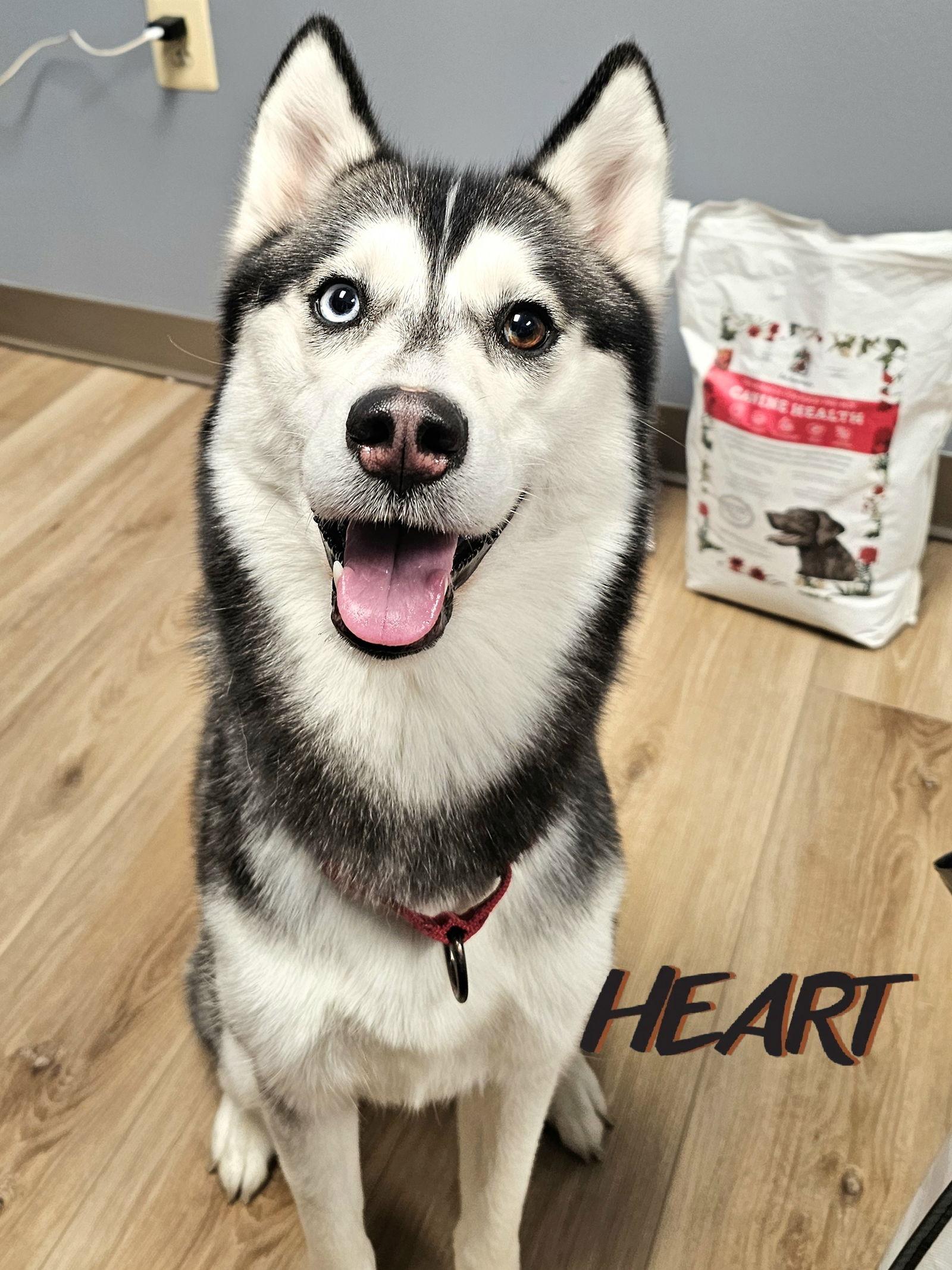 Gia - Adopted - Congrats Peloso Family!, a Adopted Siberian Husky in Millersville, MD image 3/6