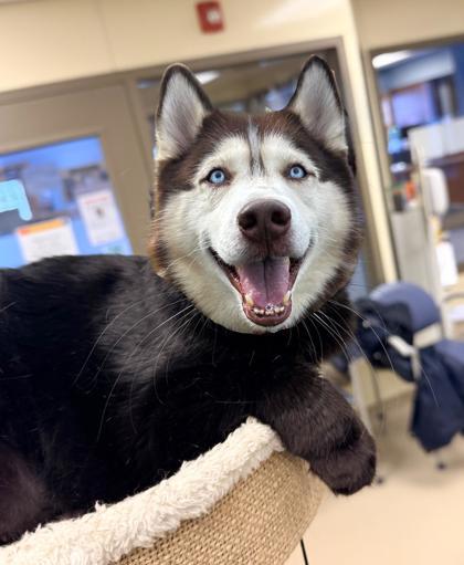 Ambers, Adoptable, Senior Female Domestic Short Hair & Domestic Short Hair.
