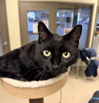 Ambers, Adoptable, Senior Female Domestic Short Hair & Domestic Short Hair.