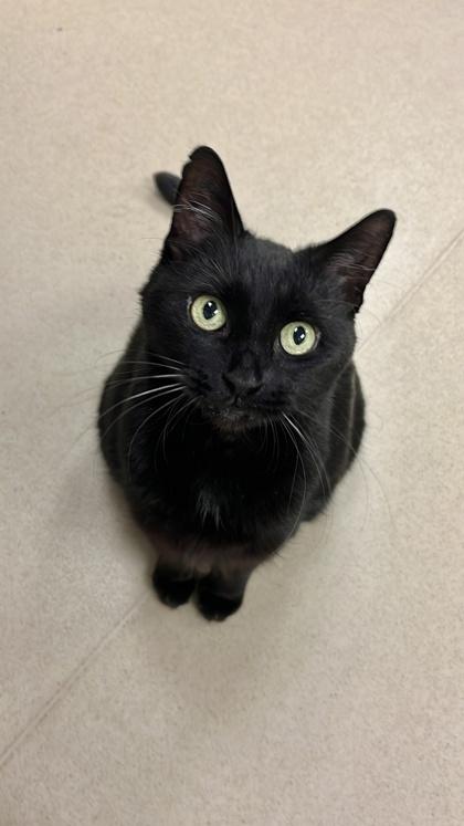 Enlarge Ambers, a Adoptable mixed breed in Quakertown, PA image 2/3