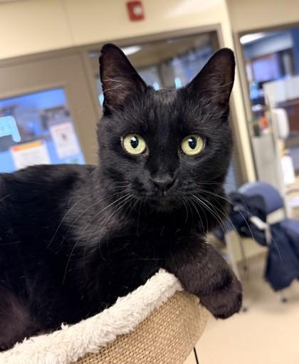 Enlarge Ambers, a Adoptable mixed breed in Quakertown, PA image 3/3